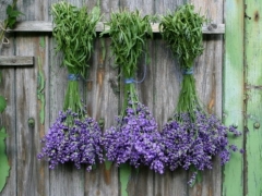 Lavender