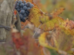 Grapes and wine