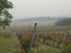 Wine cellar